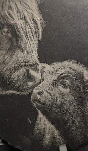 Highland Cow and calf 30cm Slate Plaque